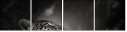 52783556