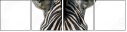 53992144