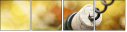 54440683