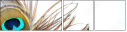 54904462