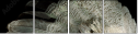 55066305