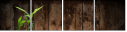 55155599