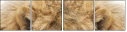 55423548