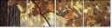 55703900