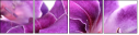 55741072