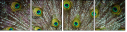 55839349