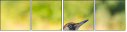 55853696