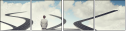55855038