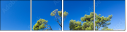 56291368