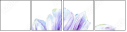 56816653