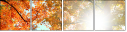 57194440