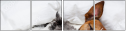 58139081