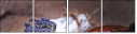 58289488