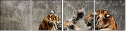 58756900