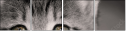 58977217