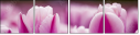 59655482