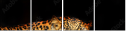 59934153
