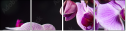 60355585