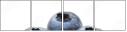 60359707