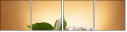 62168381
