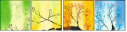 62514061