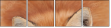 62758452