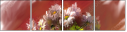 62921720