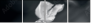 64479255