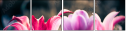 64764645