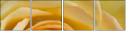 64954045