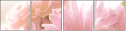 65294309