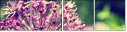 65874954