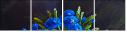 66105575