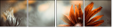 66879069