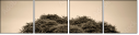 67091095