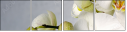 67524614