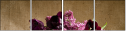 67654847
