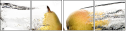 67849478