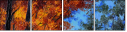 67857366
