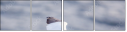 68956186