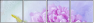 69000321