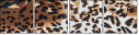 69044365