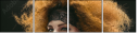 69137496