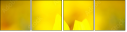 70553705