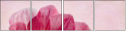 70746560