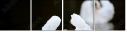 71193352
