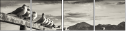 72072664
