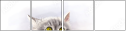74066910