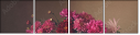 74628777