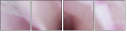 75397074